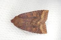 Conistra ligula