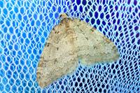 Epirrita dilutata