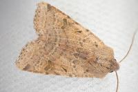 Agrochola lychnidis