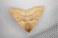 Crocallis tusciaria