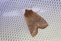 Conistra ligula