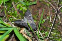 Aporophyla nigra