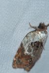 Acleris variegana