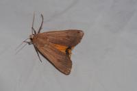 Noctua pronuba