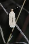 Agonopterix pallorella
