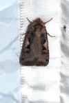 Xestia c-nigrum
