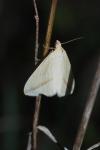 Rhodometra sacraria
