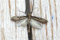 Monopis crocicapitella
