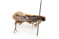 Monopis crocicapitella