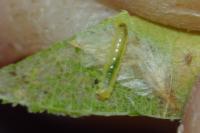 Phyllonorycter mespilella