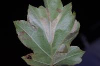 Phyllonorycter mespilella