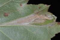 Phyllonorycter mespilella