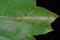 Phyllonorycter mespilella