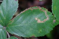 Stigmella aurella