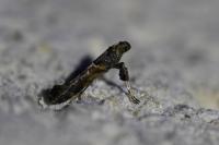 Gracillaria loriolella