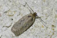 Agonopterix yeatiana