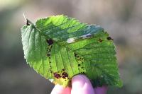 Phyllonorycter tristrigella