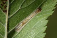 Phyllonorycter tristrigella