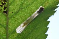 Phyllonorycter tristrigella