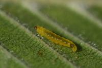 Phyllonorycter tristrigella
