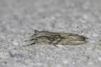 Lithophane leautieri