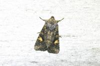 Dryobota labecula