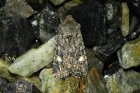 Dryobota labecula