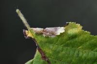 Parornix devoniella