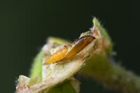 Parornix devoniella