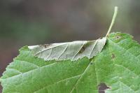 Parornix devoniella