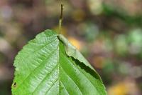Parornix devoniella