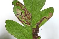 Stigmella oxyacanthella