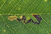 Ectoedemia angulifasciella