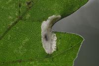 Phyllonorycter acerifoliella