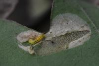 Phyllonorycter acerifoliella