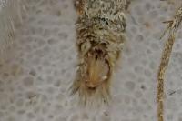Epirrita dilutata