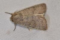 Hoplodrina ambigua