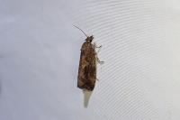Endothenia quadrimaculana