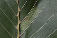 Phyllonorycter rajella