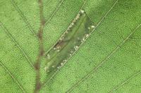 Phyllonorycter rajella