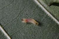 Phyllonorycter rajella