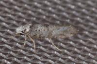 Paraswammerdamia albicapitella