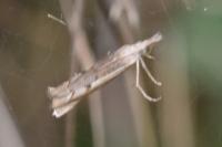 Agriphila geniculea