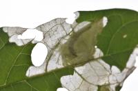 Acrolepia autumnitella