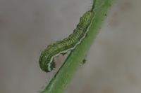 Polymixis argillaceago