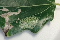 Phyllonorycter comparella
