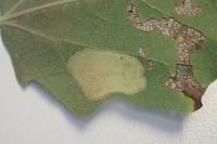 Phyllonorycter comparella