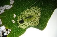 Phyllonorycter comparella