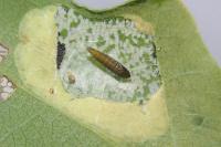Phyllonorycter comparella