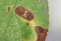 Leucoptera malifoliella